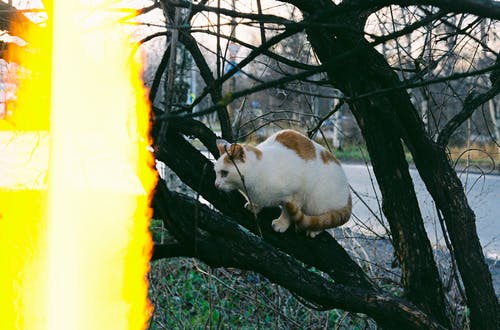 有关分公司, 动物摄影, 哺乳动物的免费素材图片