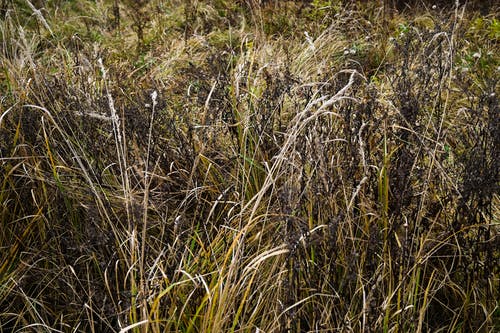 有关增长, 干草, 树丛的免费素材图片