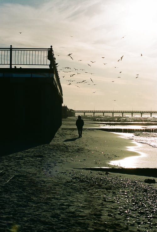 有关低潮, 剪影, 垂直拍摄的免费素材图片