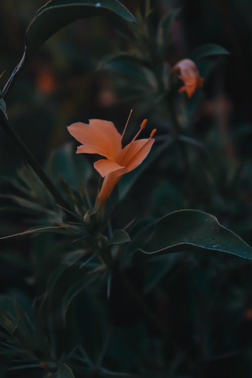 有关垂直拍摄, 增長, 幹的免费素材图片