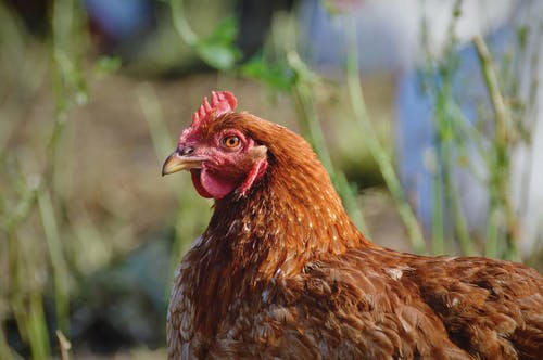 有关动物, 天性, 户外的免费素材图片