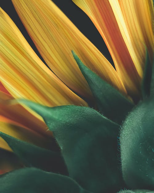 有关向日葵, 头花, 工厂的免费素材图片