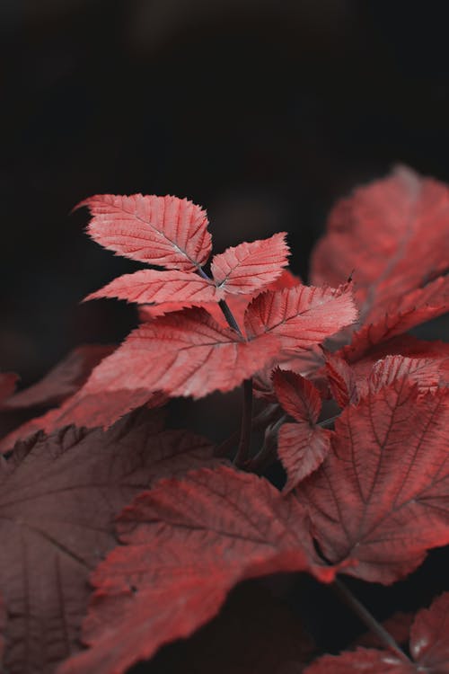 有关垂直拍摄, 天性, 工厂的免费素材图片