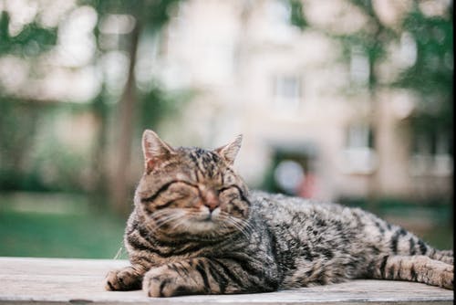 有关动物, 哺乳动物, 国内的免费素材图片
