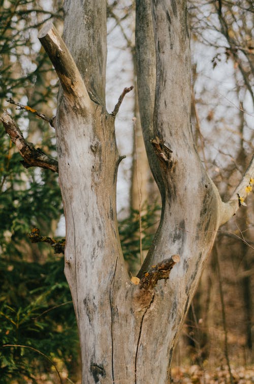 有关乾燥, 吠, 图案的免费素材图片