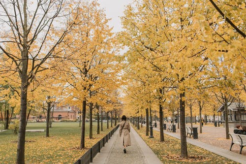 有关atmosfera de outono, 人, 人行道的免费素材图片