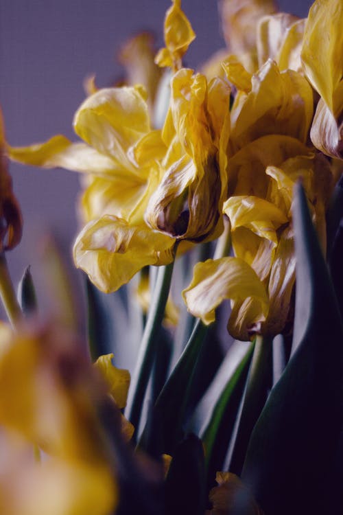 有关乾燥, 乾燥花, 头花的免费素材图片