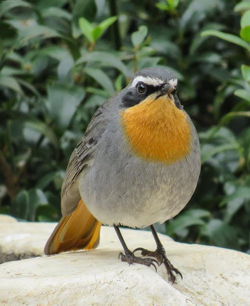 有关动物, 动物摄影, 垂直拍摄的免费素材图片