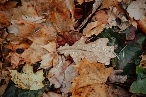 有关乾的, 地面, 堕落的免费素材图片