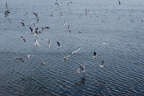 有关户外, 海, 海鸥的免费素材图片