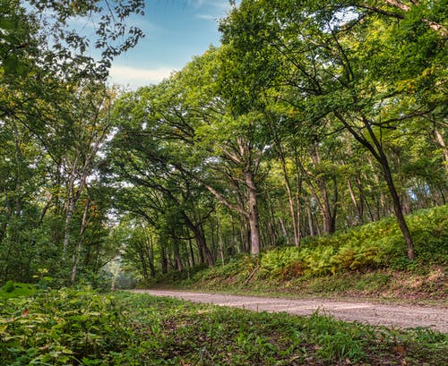 有关人行道, 尘土, 天性的免费素材图片