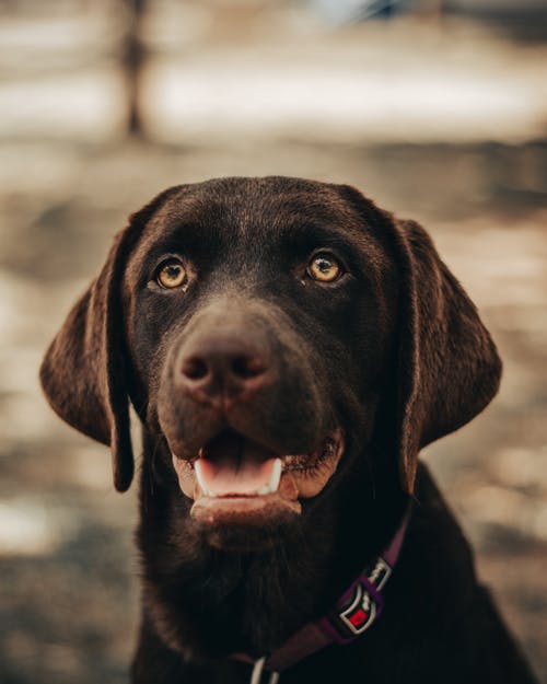 有关动物主题, 动物头, 动物行为的免费素材图片