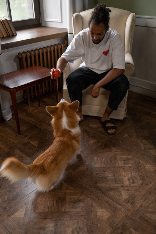 有关t恤, 人, 动物的免费素材图片