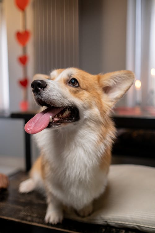 有关伸出舌头, 可爱, 向上看的免费素材图片