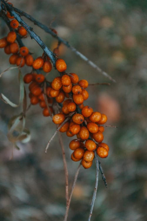 有关rowanberry, 分公司, 增长的免费素材图片