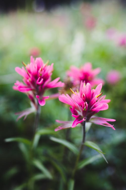 有关头花, 极端特写, 粉红色的免费素材图片