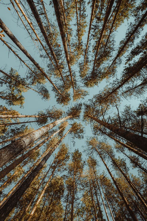 有关低角度视图, 分支机构, 天空的免费素材图片