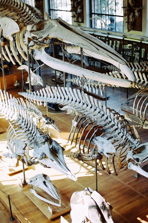 有关动物学, 天性, 展览的免费素材图片