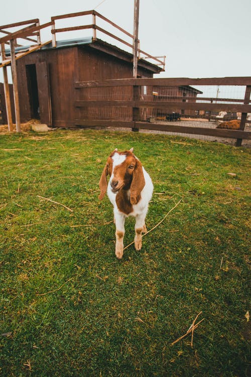 有关动物, 围栏, 山羊的免费素材图片