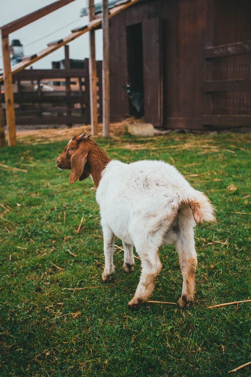 有关哺乳动物, 垂直拍摄, 家畜的免费素材图片