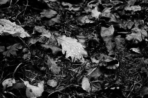 有关单色, 树叶, 湿的免费素材图片