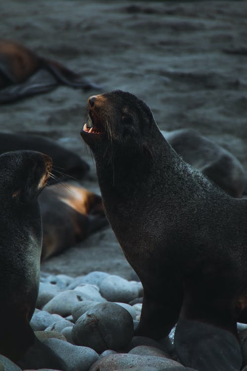 有关侧面图, 哺乳动物, 垂直拍摄的免费素材图片
