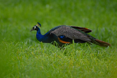 有关侧面图, 孔雀, 户外的免费素材图片