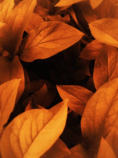 有关棕色的叶子, 橘色, 橙子的免费素材图片
