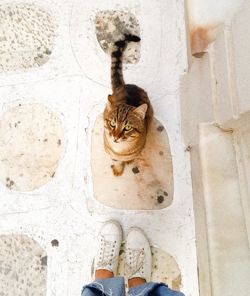 有关动物, 可爱, 国内的免费素材图片