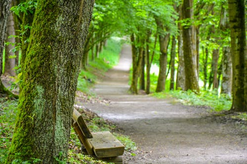 有关forestpark, 夏天, 户外的免费素材图片