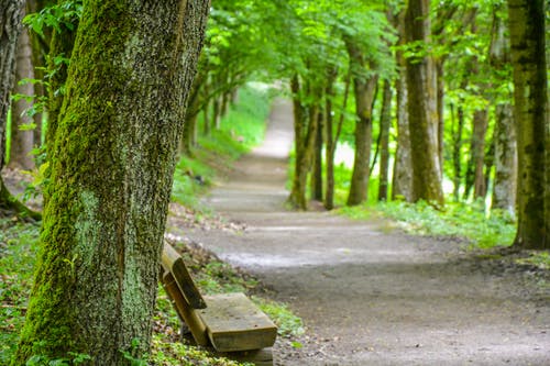 有关forestpark, 夏天, 户外的免费素材图片