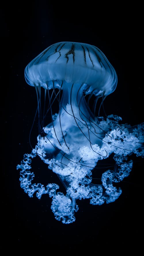 有关动物行为, 水下, 海洋生物的免费素材图片