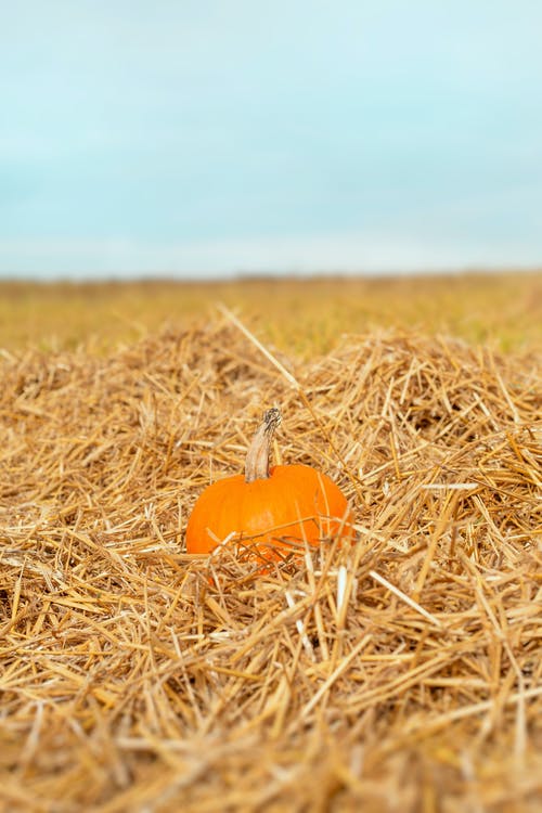 有关南瓜, 天空, 棕色的草的免费素材图片