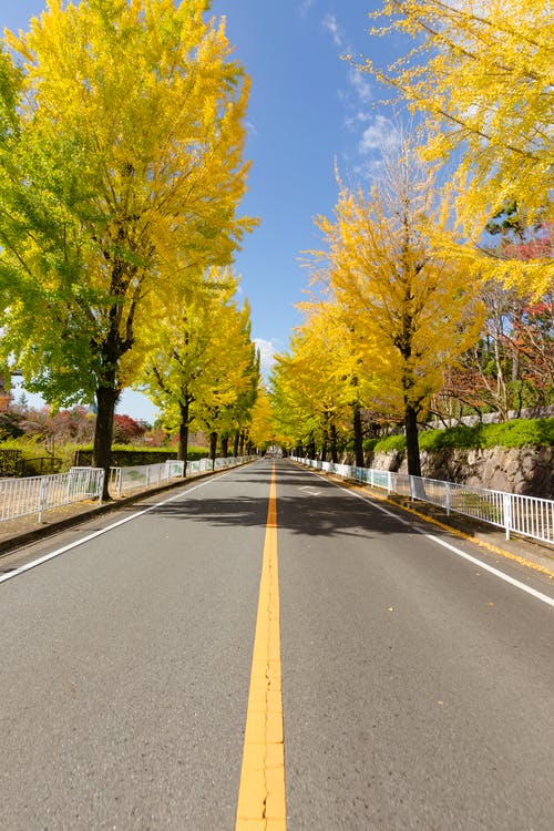 有关之间, 树木, 清洁的免费素材图片