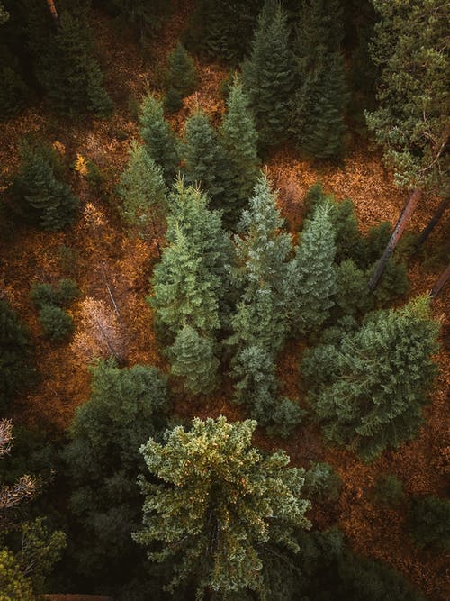 有关天性, 常绿, 森林的免费素材图片