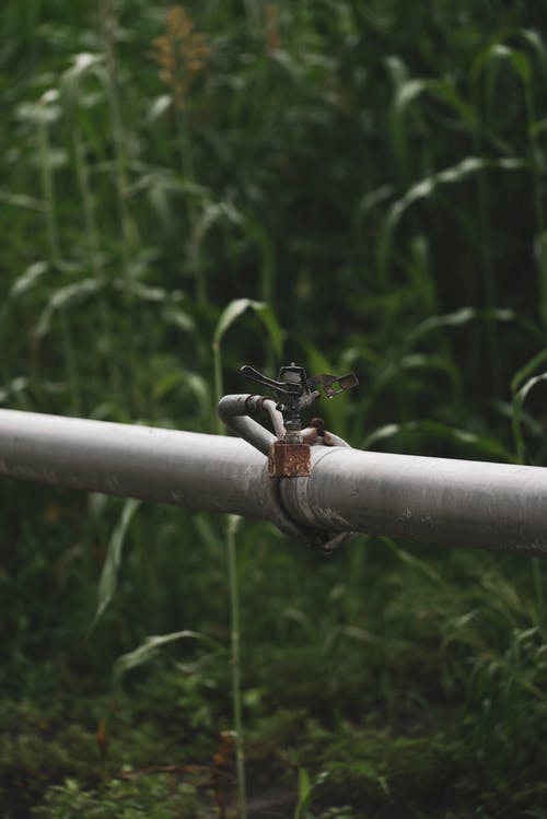 有关流口水, 洒水器, 玉米的免费素材图片