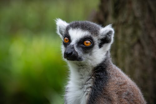 有关凝视, 动物摄影, 可爱的免费素材图片