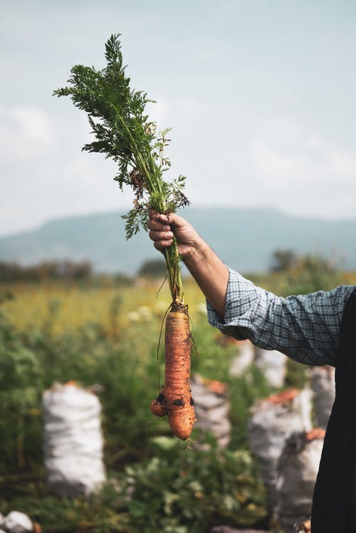 有关土, 工厂, 握住的免费素材图片