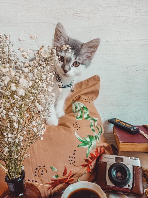 有关动物摄影, 可爱, 垂直拍摄的免费素材图片