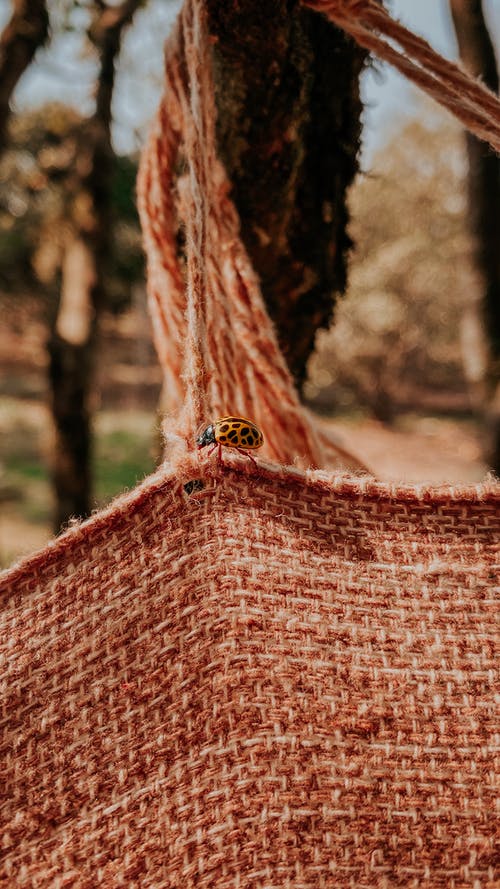 有关垂直拍摄, 夏天, 森林的免费素材图片