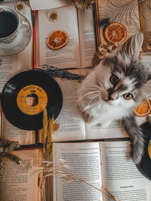 有关俯视图, 动物, 可爱的免费素材图片