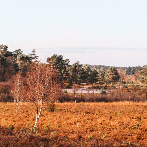 有关平原, 樹木, 樹葉的免费素材图片