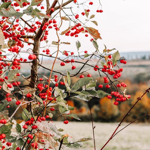 有关rowanberry, 下落, 冬季的免费素材图片