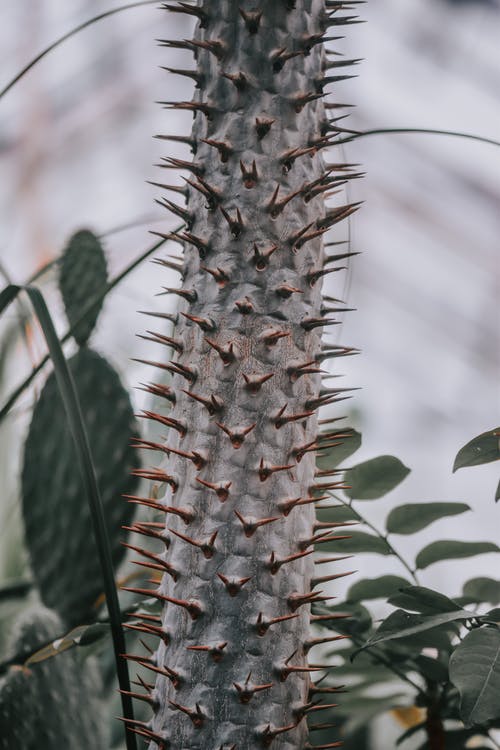 有关仙人掌, 刺, 垂直拍摄的免费素材图片