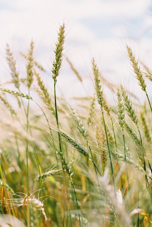 有关乾草, 垂直拍摄, 夏天的免费素材图片