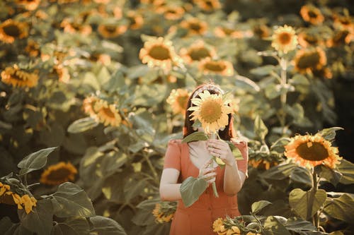 有关农业领域, 向日葵, 夏天的免费素材图片