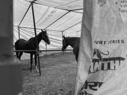 有关动物, 哺乳动物, 帐篷的免费素材图片