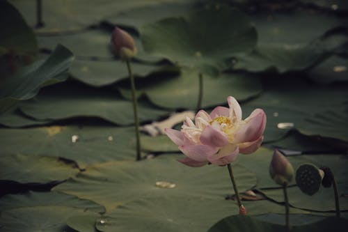 有关绿叶, 绽放的花朵, 芙蓉的免费素材图片