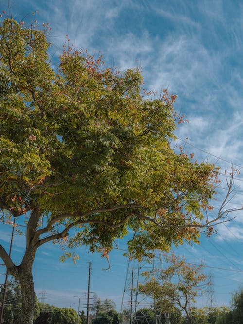 有关分支機構, 垂直拍摄, 开花的树的免费素材图片