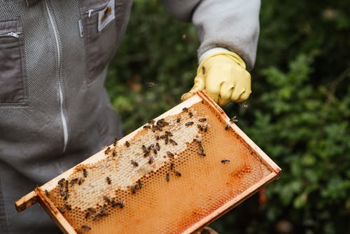作物养蜂人在院子里抱着蜂窝 · 免费素材图片